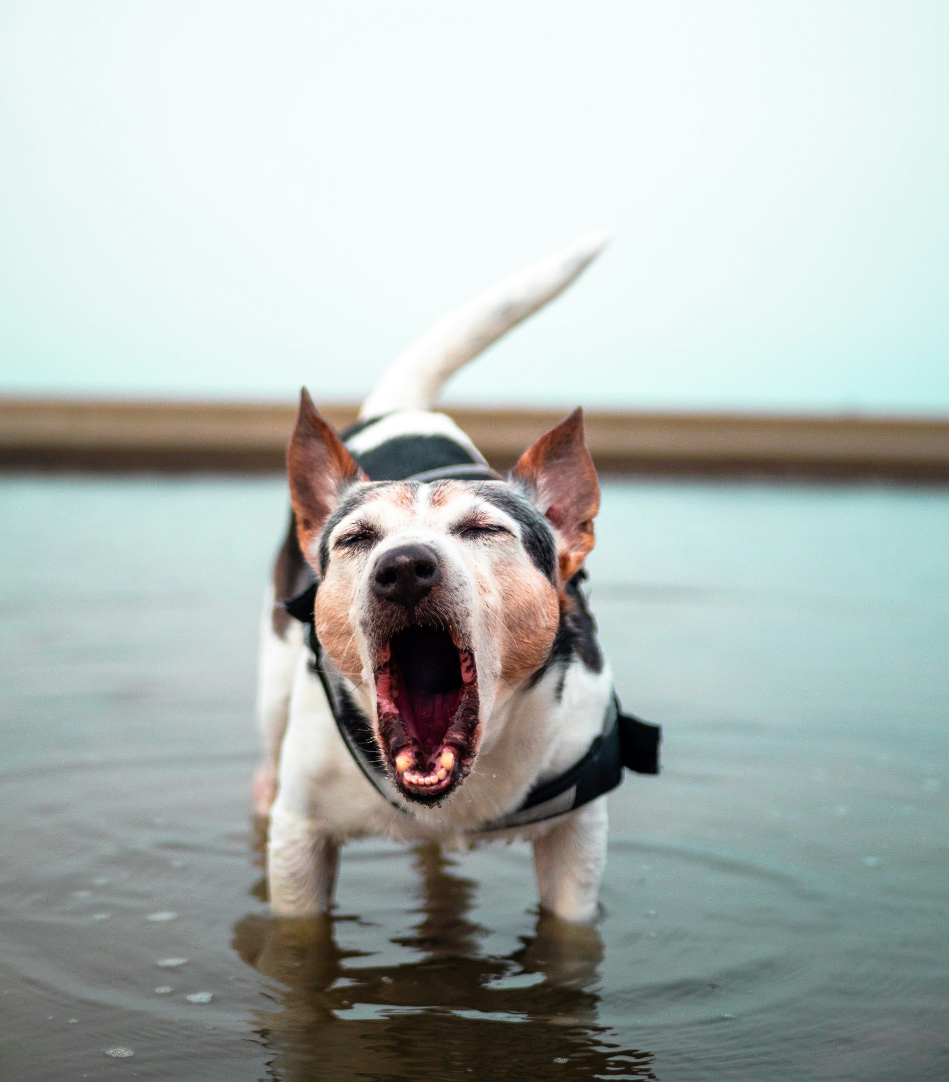 Chien à poil court blanc et noir courant sur l'eau en plein jour