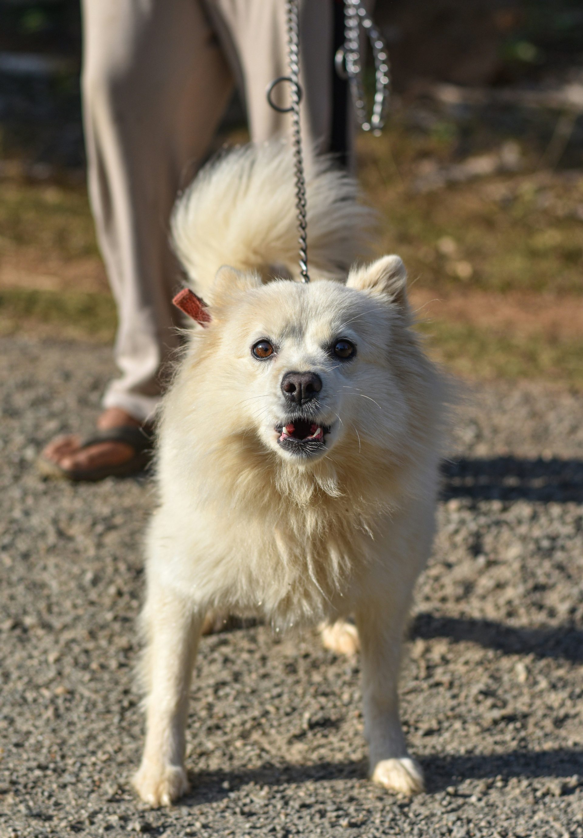 un petit chien blanc en laisse promené par une personne