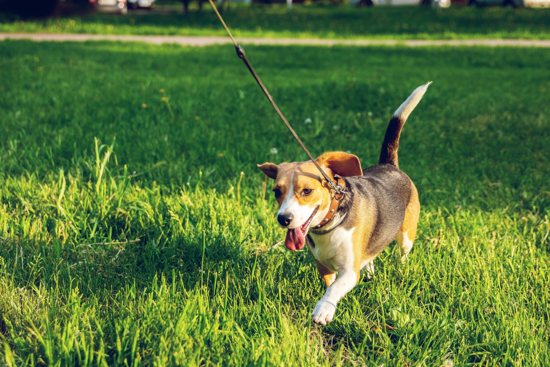 un beagle marchant sur l'herbe verte