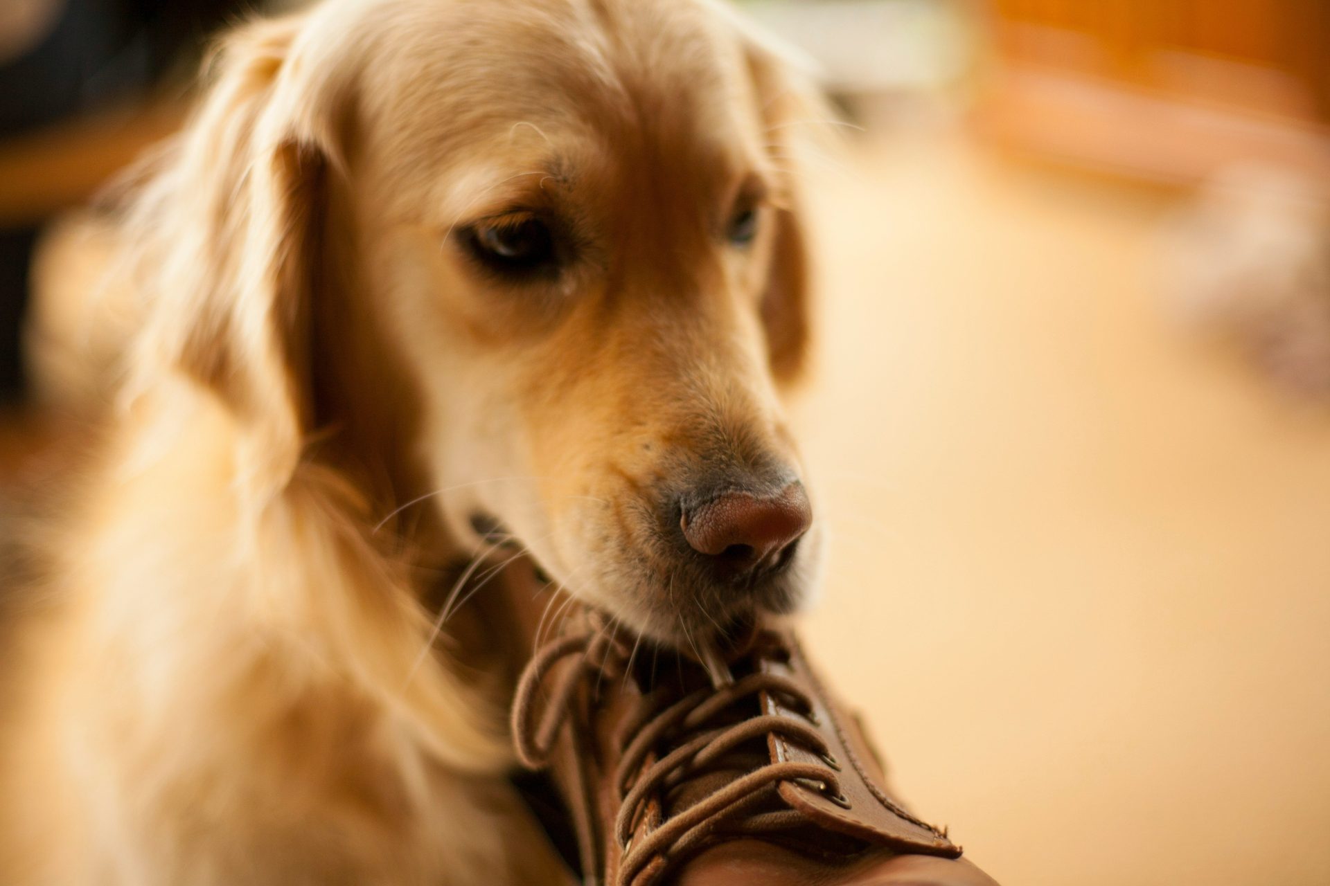 golden retriever mordant une chaussure marron