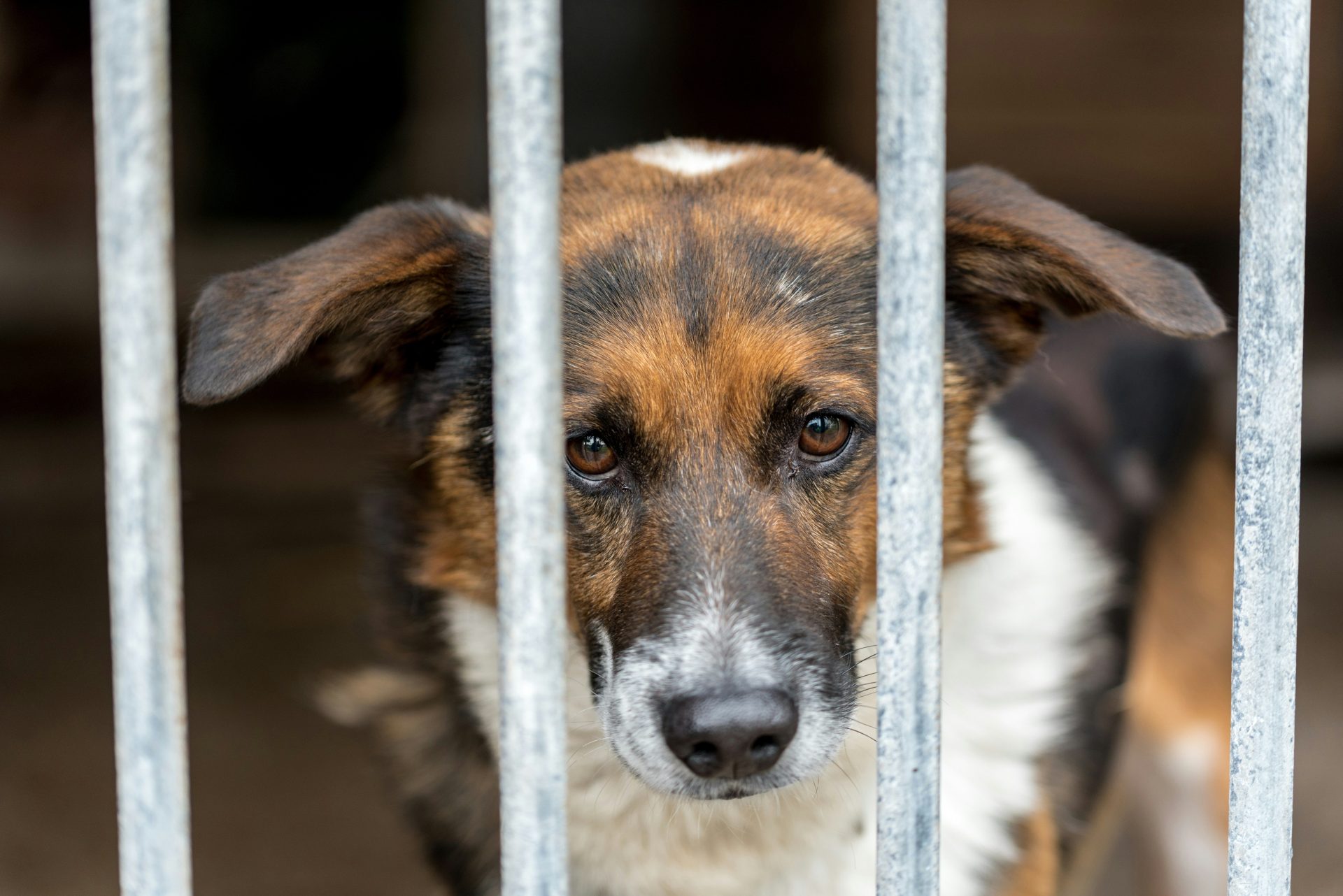 un chien brun et blanc derrière une clôture métallique
