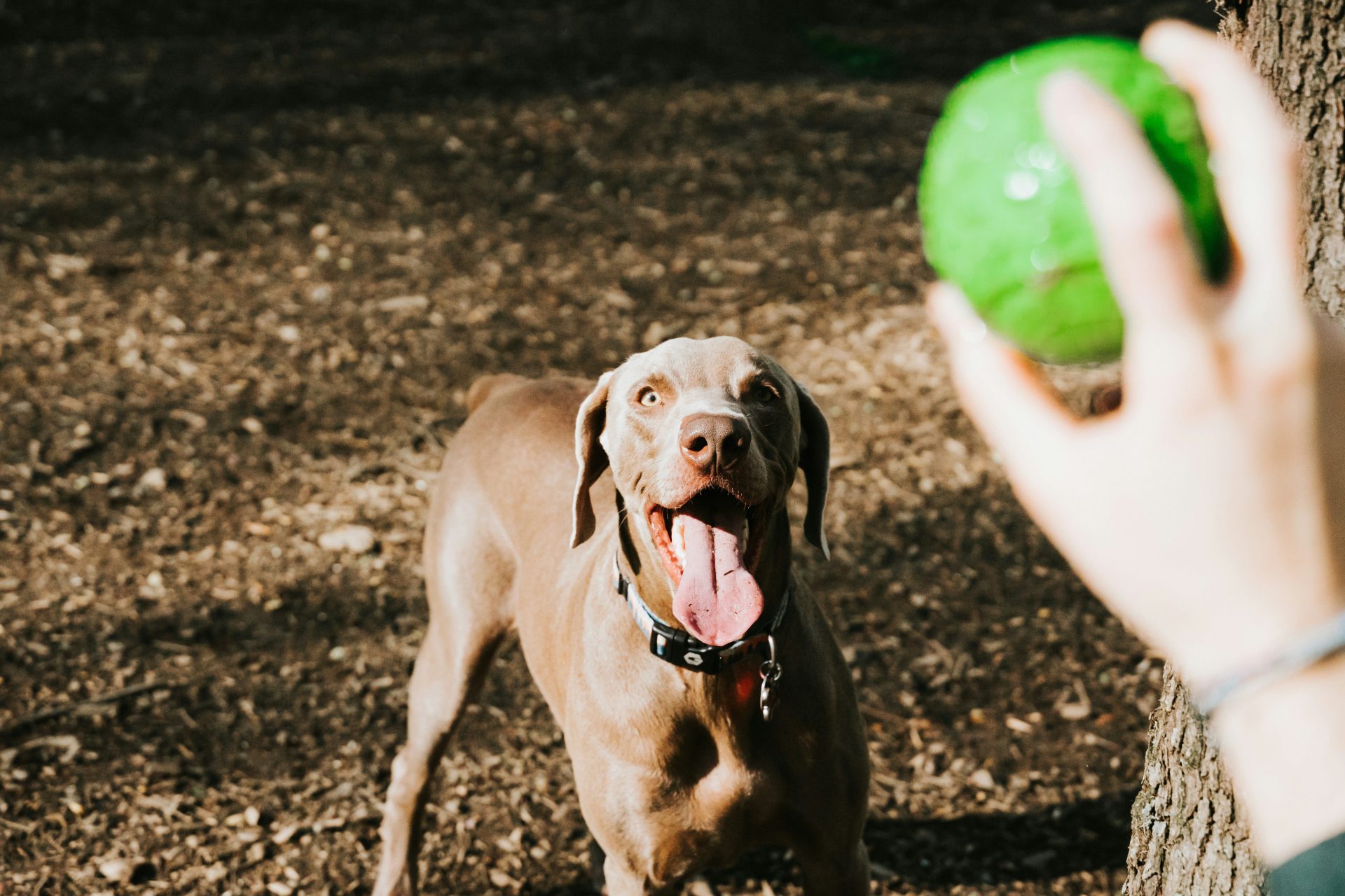 Chien brun à poil court sur un sol brun en journée