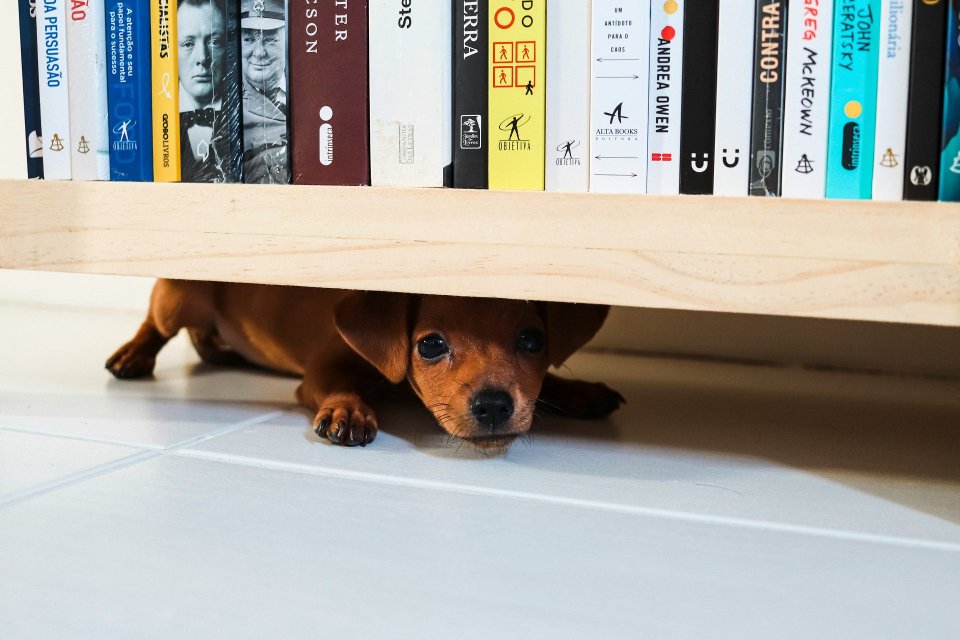 un chien se cache sous une étagère