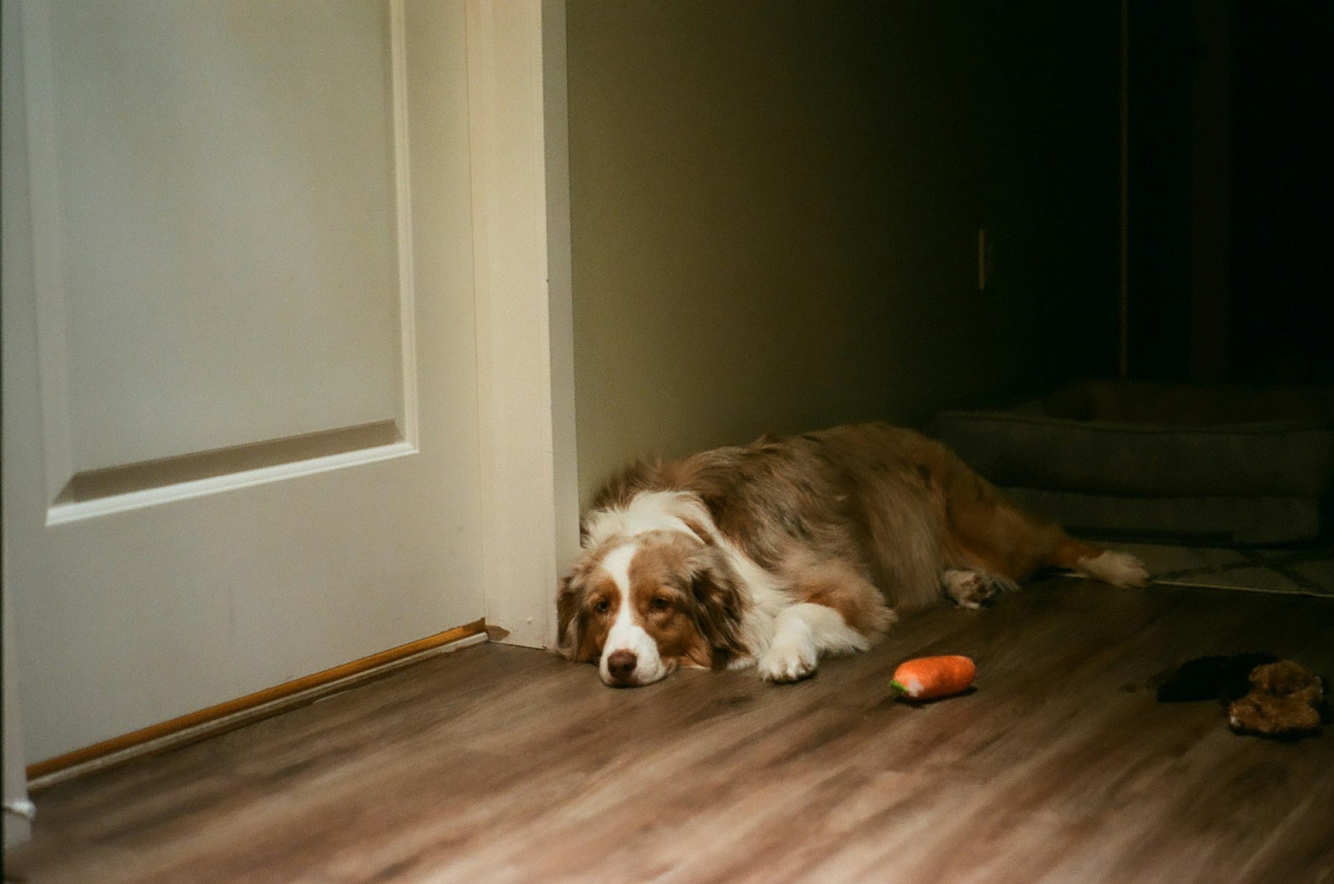 Un chien brun et blanc allongé sur un plancher en bois