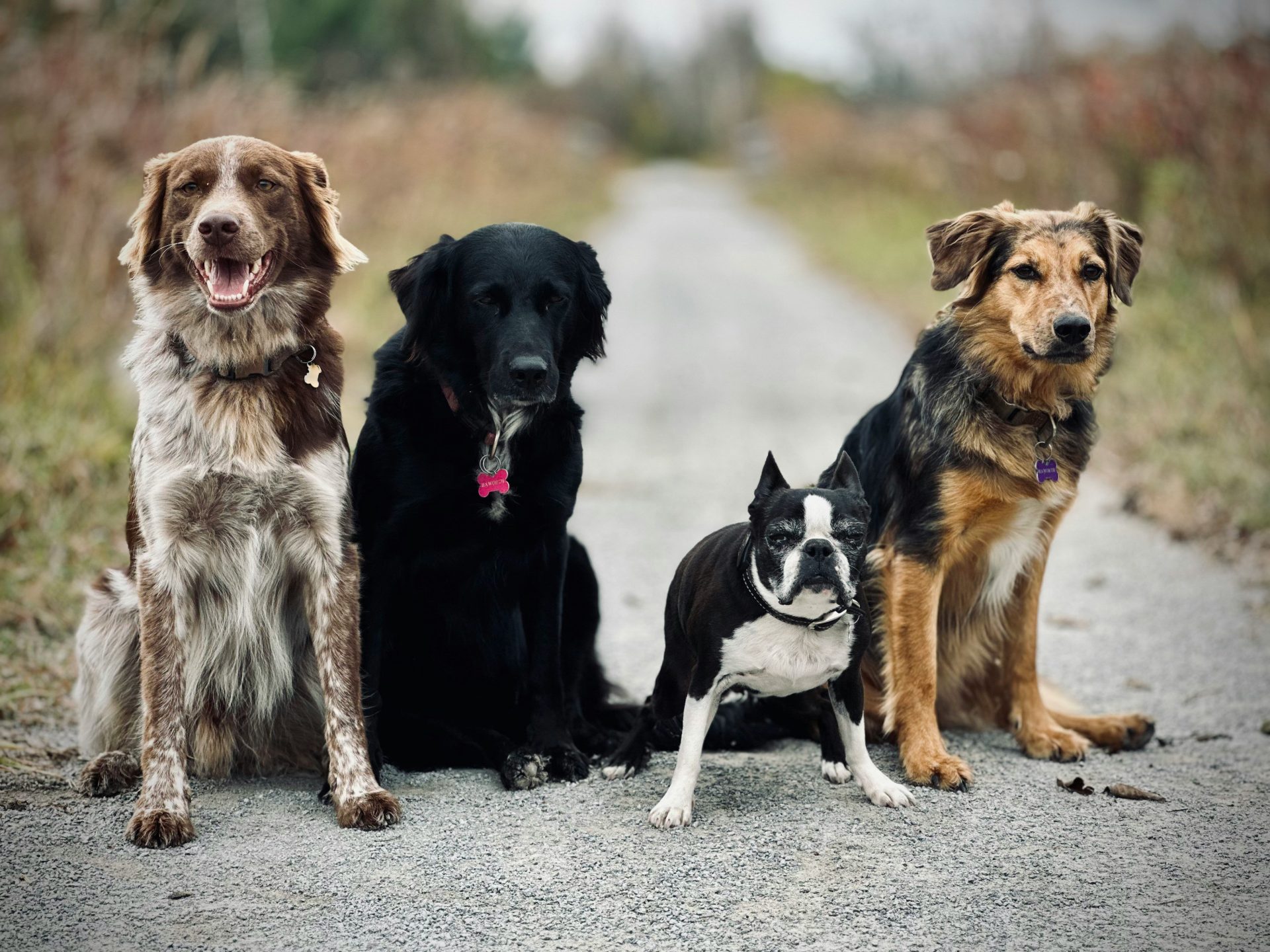 Quatre chiens assis ensemble sur un chemin à l'extérieur